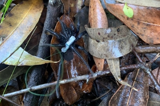 A Sydney Funnel-web spider with a tracking system attached to it among leaves outside