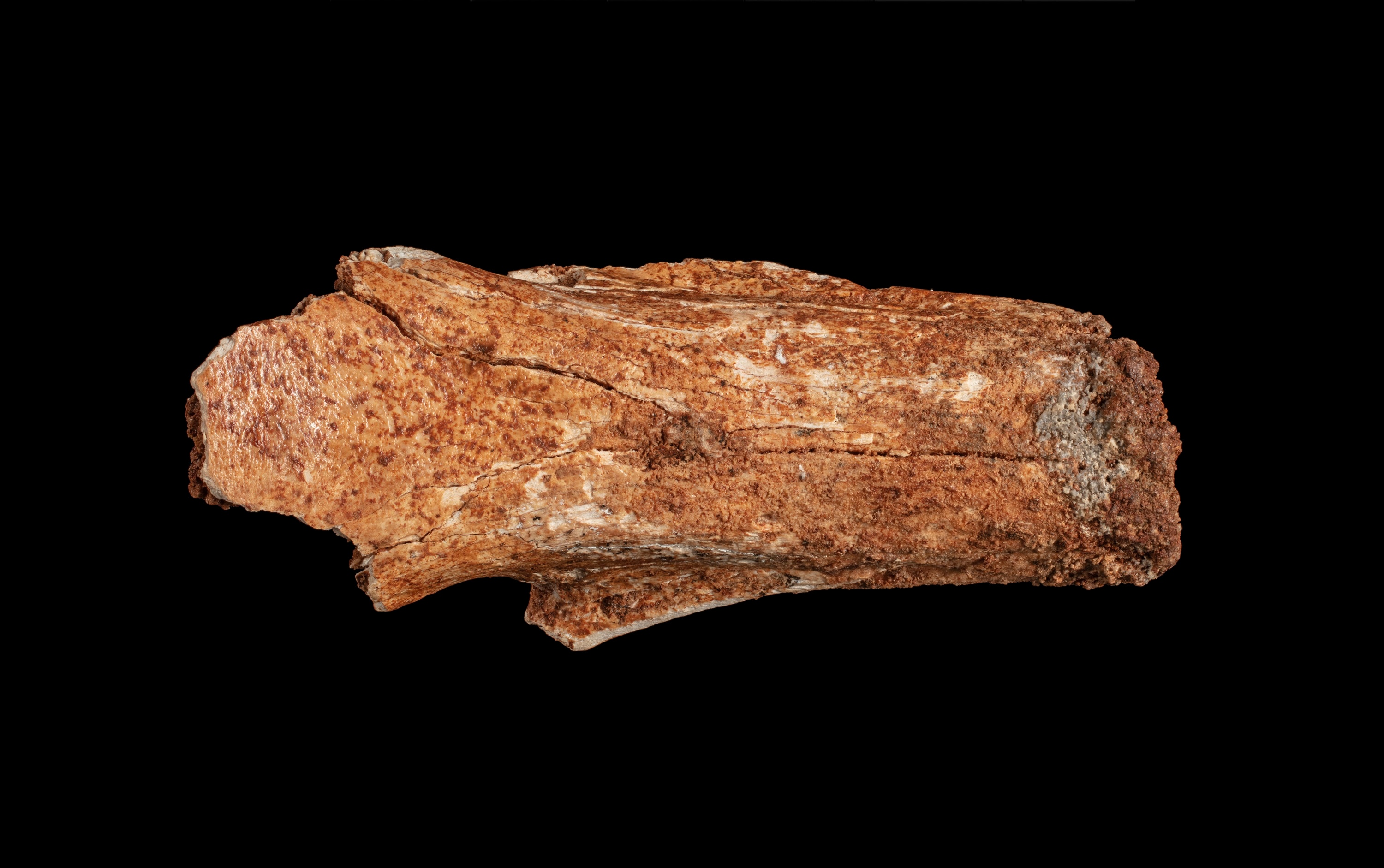 A photo of an ancient, brown fossil of an animal