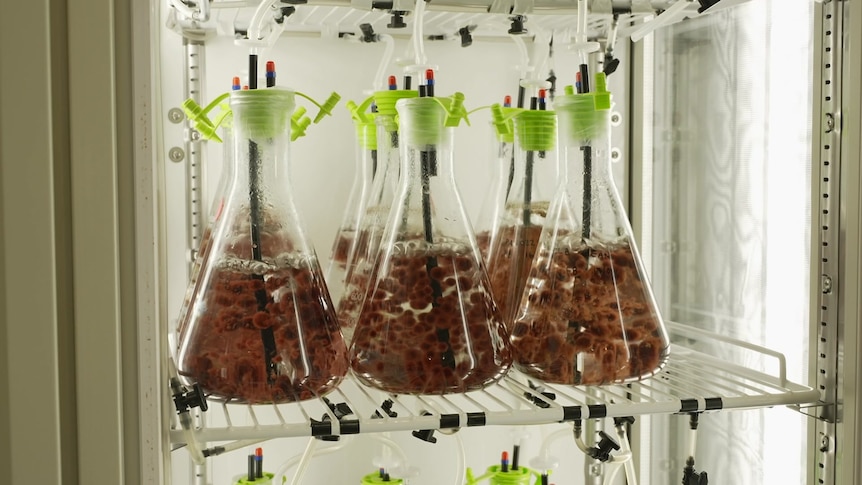 Photo of red seaweed in jars.