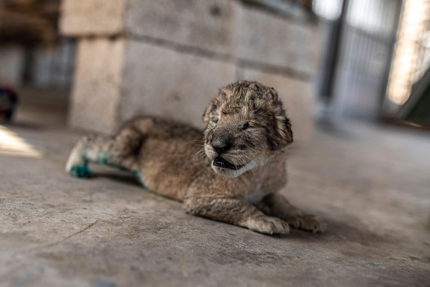 a lion cub is seen sitting on the floor of zoo