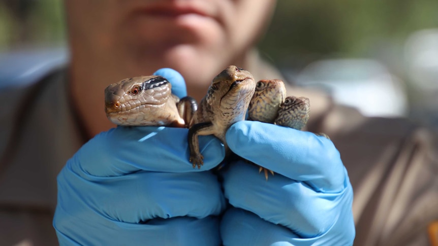 A close-up of the hands of a man clad in blue gloves holding four western blue-tongued lizards and western netted dragons.
