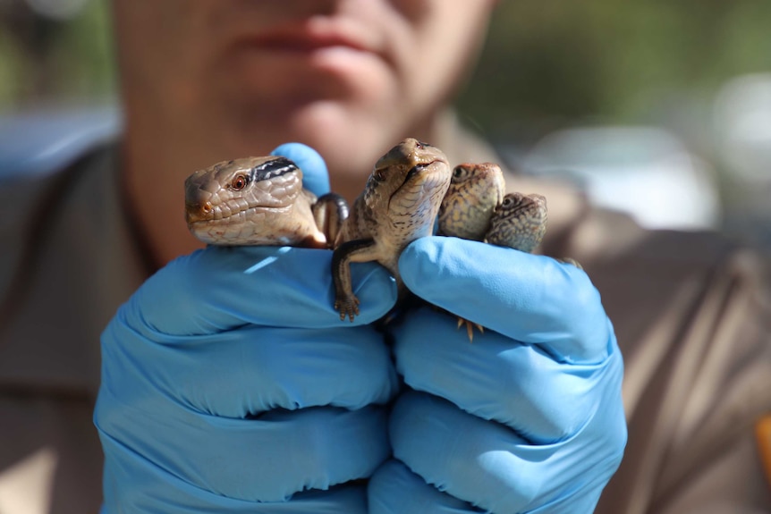 A close-up of the hands of a man clad in blue gloves holding four western blue-tongued lizards and western netted dragons.