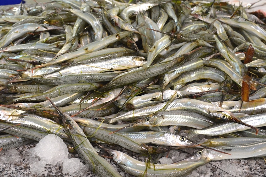 Garfish at Melbourne Seafood Centre