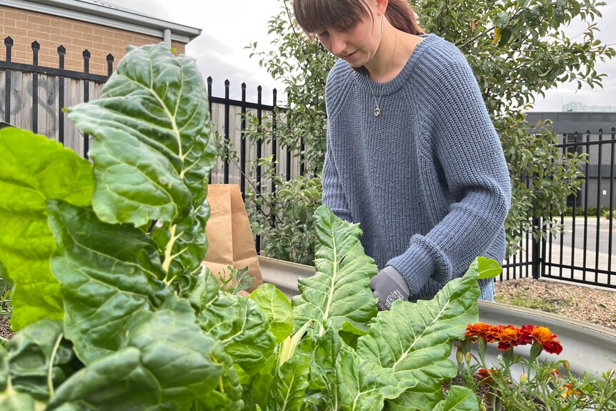 A woman in a blue woolen jumper leans over a vegetable planter wearing gardening gloves