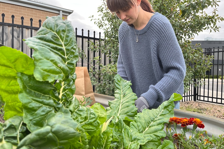 A woman in a blue woolen jumper leans over a vegetable planter wearing gardening gloves