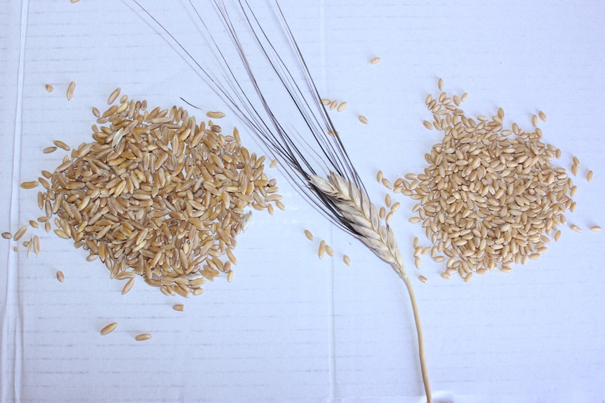 Two golden grain samples separated by a golden wheat head sample 