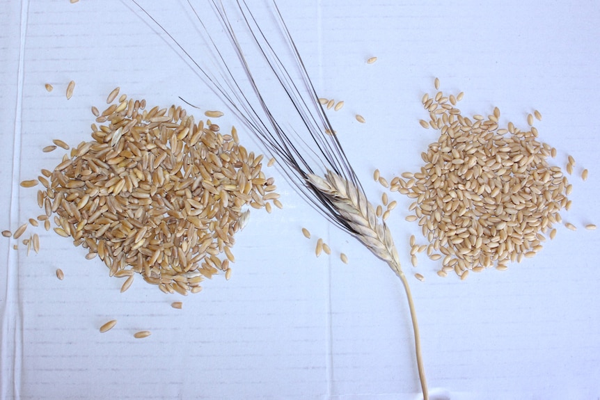 Two goldern grain samples and a golden wheat head sample. 