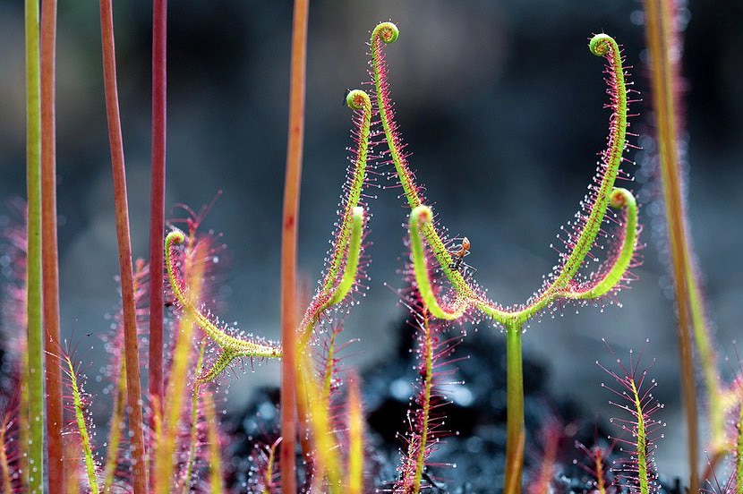 A close-up photo of delicate, curled green plants with red spines. One tendril contains an ant.