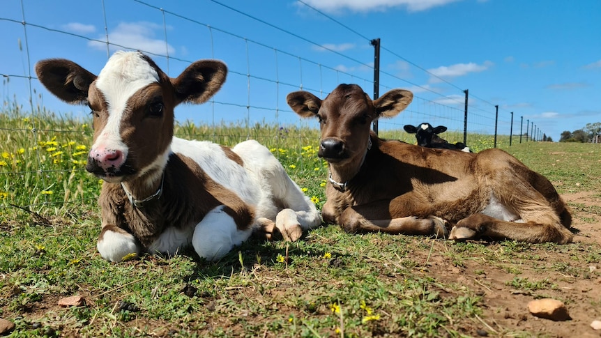 Calves at Furever Farm