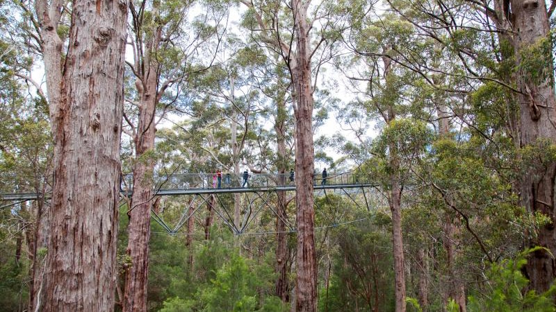 A suspension bridge with two people on it high above the ground in a bushland setting.
