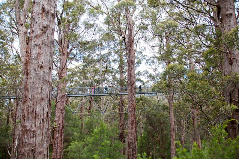 A suspension bridge with two people on it high above the ground in a bushland setting.