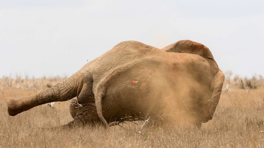 An elephant falls over with a tranquilizer dart in its bum.