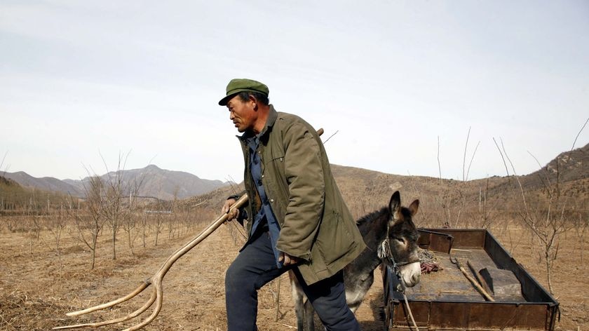 Un contadino cinese raccoglie legna da ardere usando un asino e un carretto
