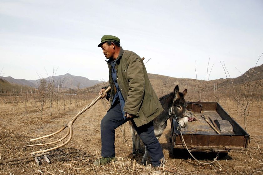 A Chinese farmer collects firewood using a donkey and cart