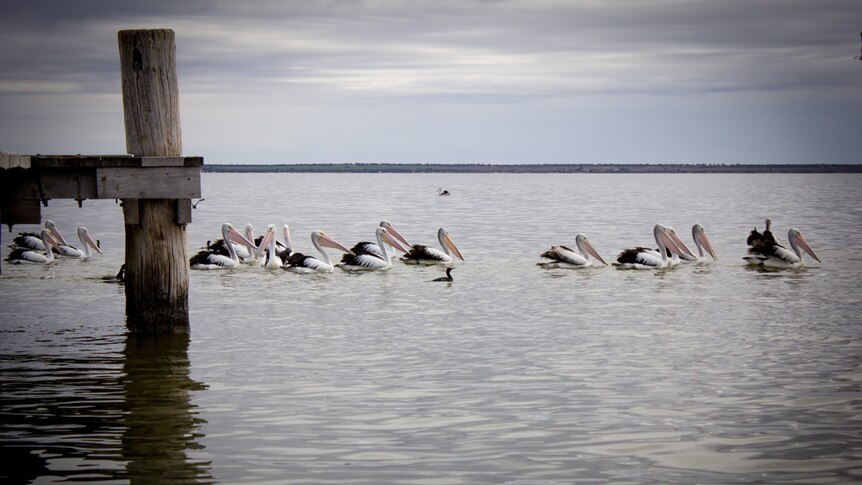 A flock of pelicans glide past the end of the jetty on Lake Bonney.