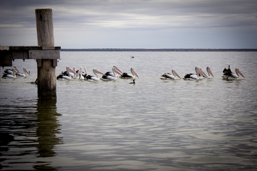 A flock of pelicans glide past the end of the jetty on Lake Bonney.