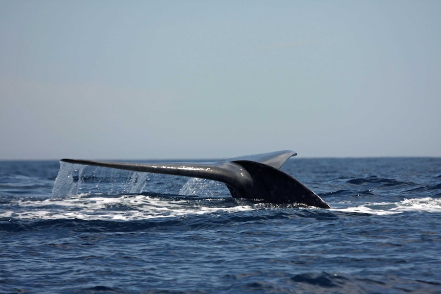 Tail fin of a pygmy blue whale shows above water.