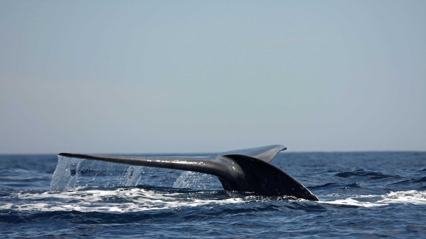 Tail fin of a pygmy blue whale shows above water.