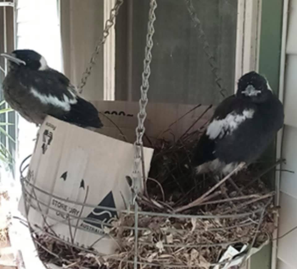 Riverina magpie saviours - ABC listen