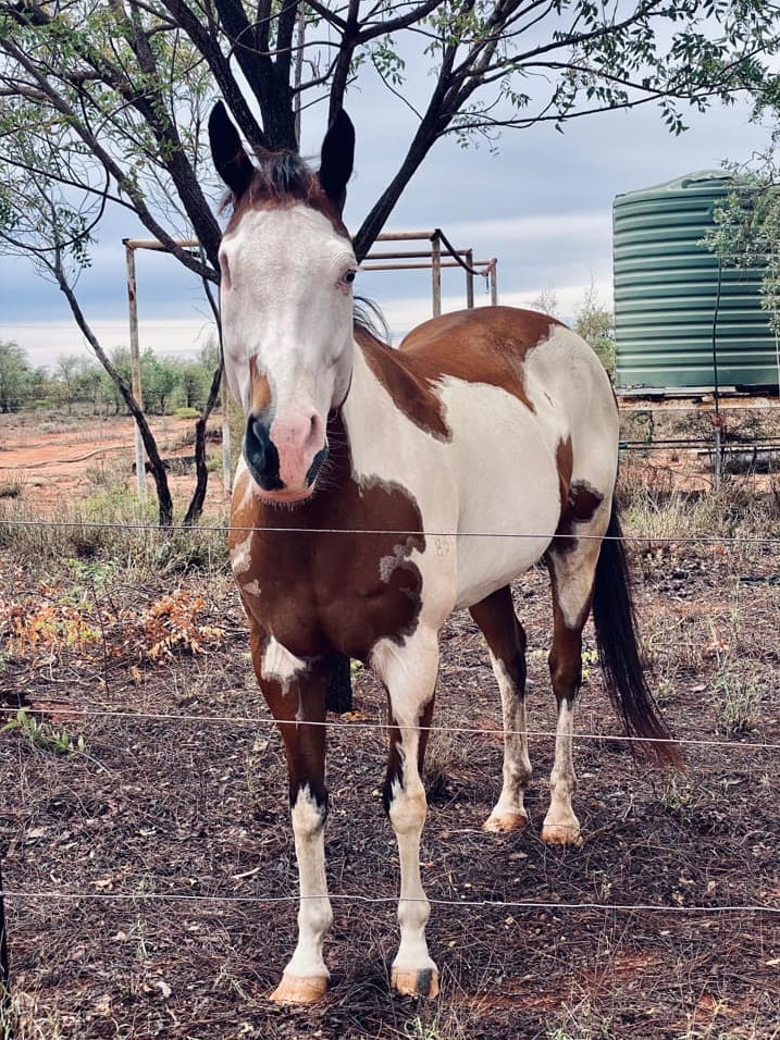 A horse with one eye stands outside, with grey storm clouds in the background