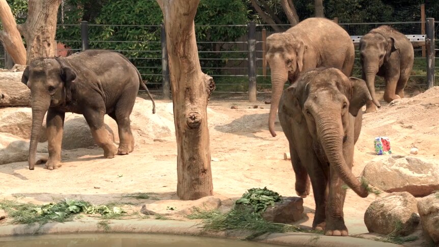Elephants in a zoo area.