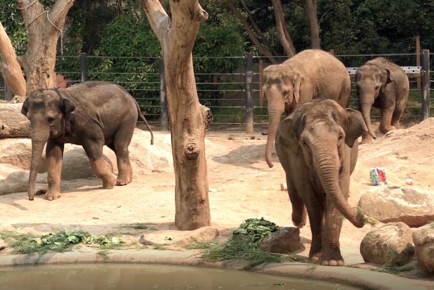 Слонове в зоопарк.