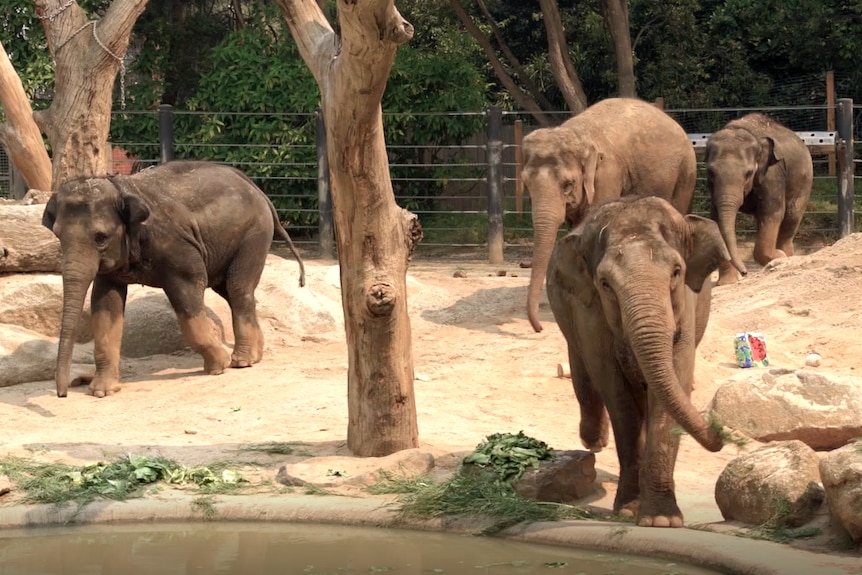 Elephants in a zoo area.