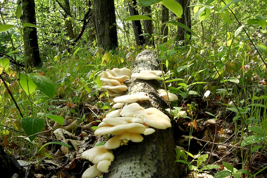 Pleurotus populinus fungi on a log