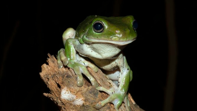 A striking green tree frog, photographed in the dark, clinging to a tree branch or log