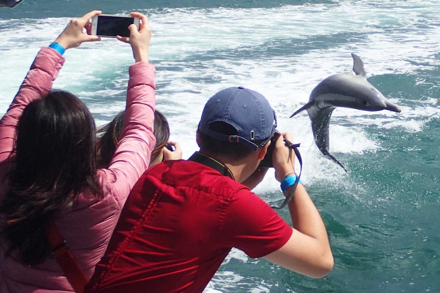 Tourists photograph a leaping dolphins off the side of a boat.