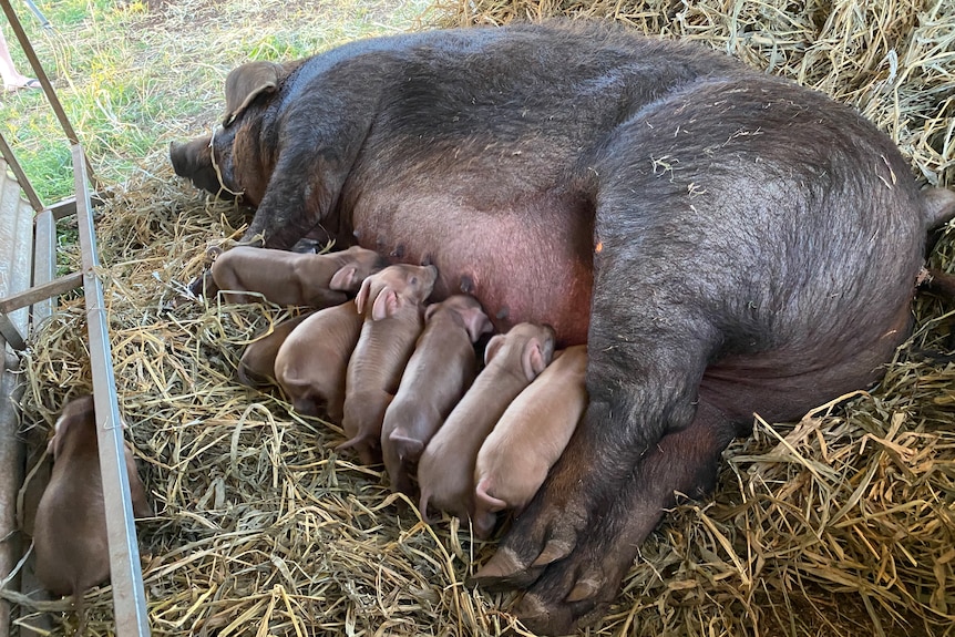 A sow on its side feeding piglets 