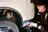 A koala is stuck behind a wheel while a MFS member works to remove the wheel.