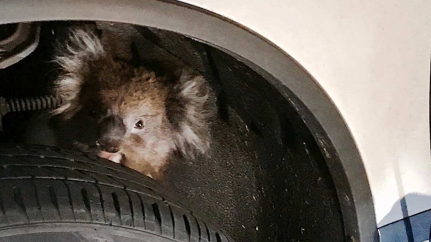 A koala is stuck behind a wheel while a MFS member works to remove the wheel.