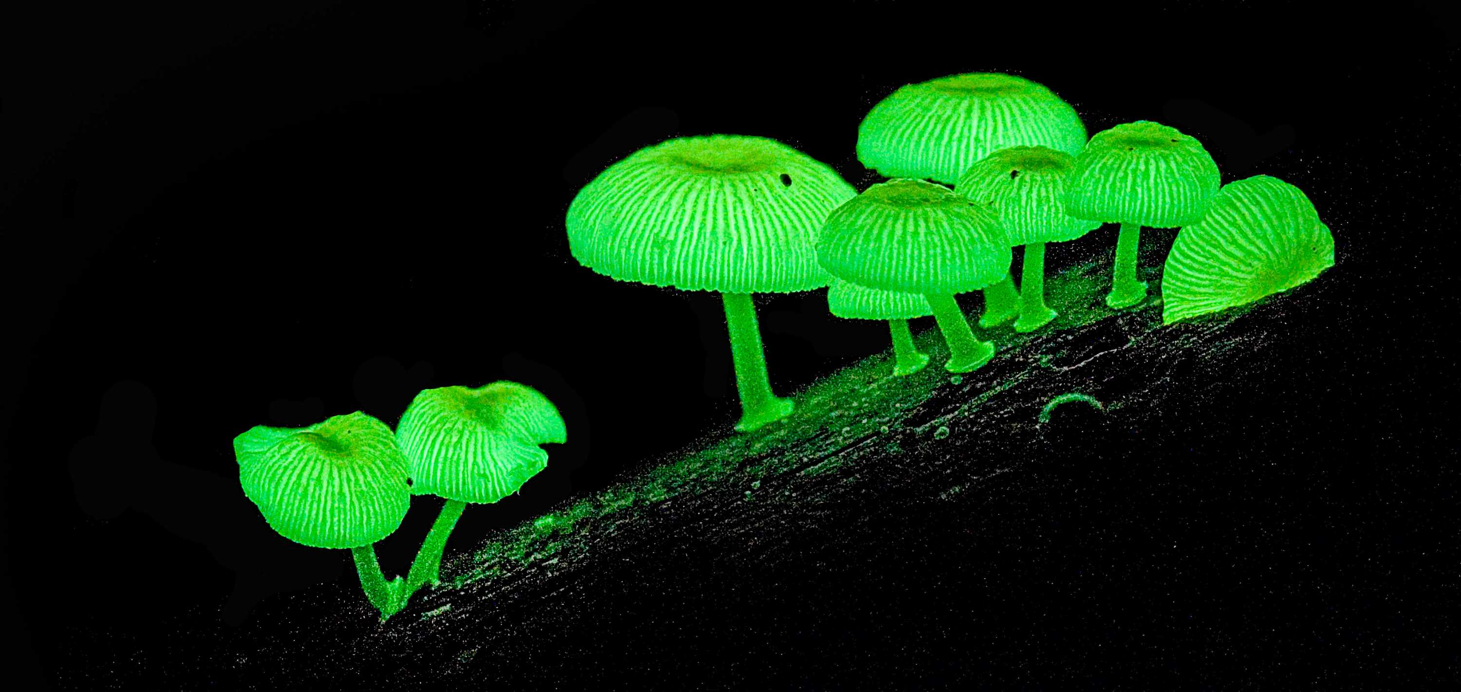 Фосфоресцирующие грибы фосфоресцирующие. Фосфорицирующие грибы. Mycena chlorophos гриб. Mycena luxaeterna. Светящиеся грибы.