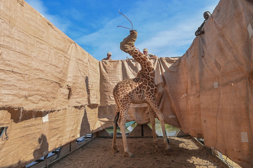 A giraffe waves it's head around as it is transported to safety in a custom-built barge from a flooded Island.