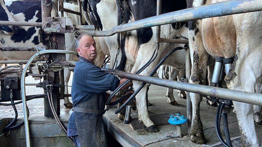 A farmer sits behind his dairy cows attaching milking leads to his herd. 