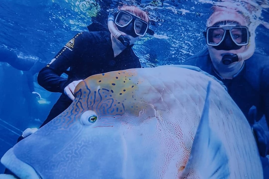 Two snorkellers with large fish