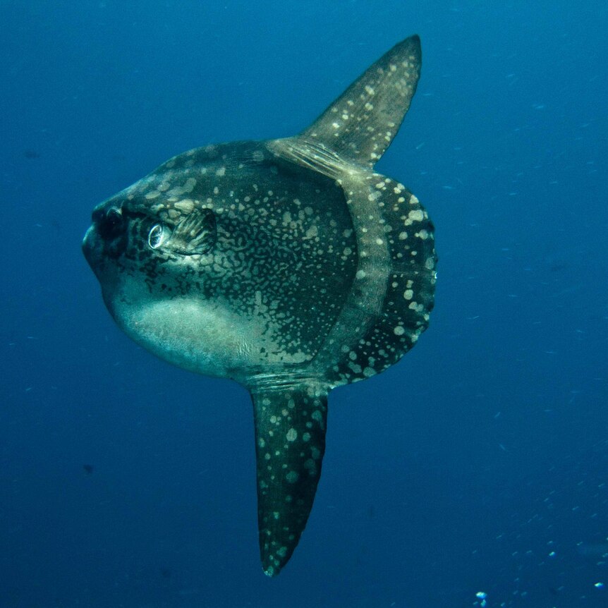 A large round fish with huge fins and spotted skin.