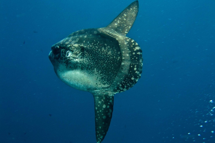 A large round fish with huge fins and spotted skin.