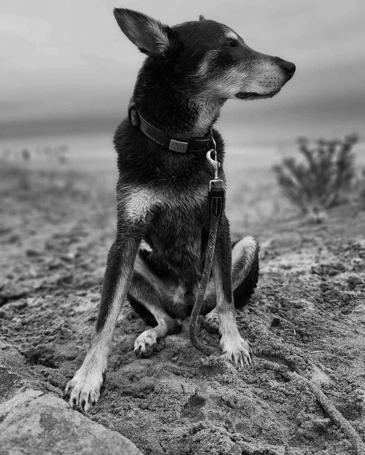 A black and white photo of a wet and sandy kelpie at the beach, with its eyes closed, looking very calm.