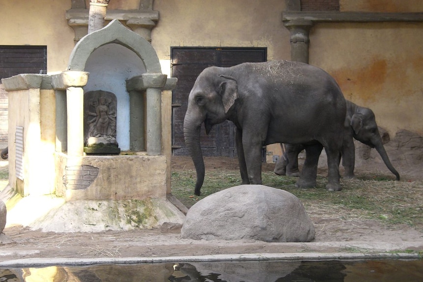Elephants at Tierpark Hagenbeck, Hamburg