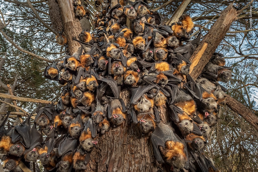 Countless flying foxes hang from the truck of a tree.