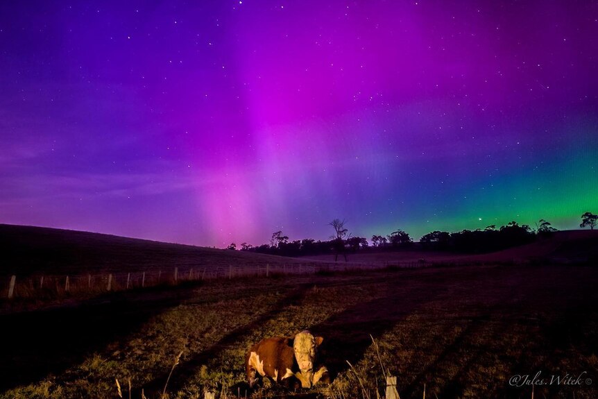 Purple and pink lights in the early morning sky over a farm with a cow in the foreground.
