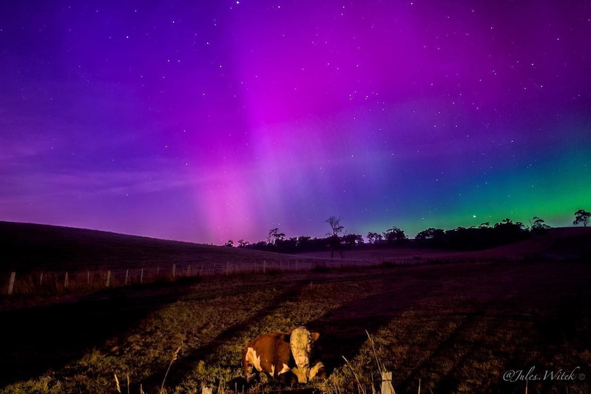 Purple and pink lights in the early morning sky over a farm with a cow in the foreground.