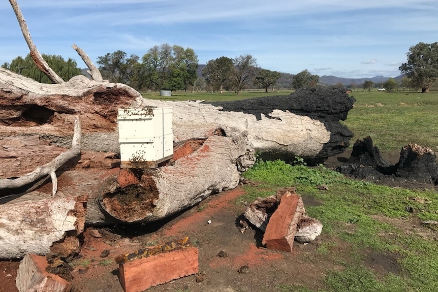 A collapsed gum tree, burnt at the stump and a box of bees, collecting the swarm.