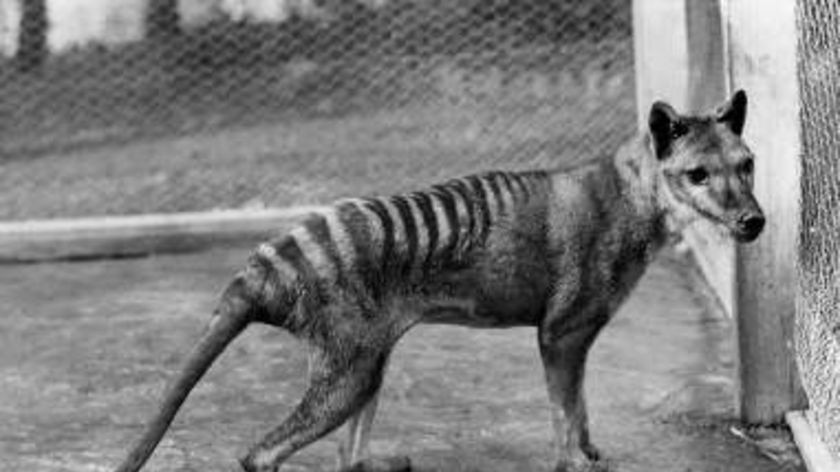 The Thylacine, or Tasmanain Tiger, is listed as presumed extinct.