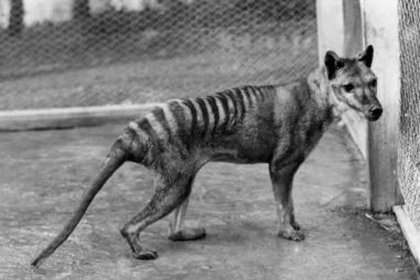 The thylacine, or tasmanian tiger, was dubbed by early settlers a 'marsupial wolf'.