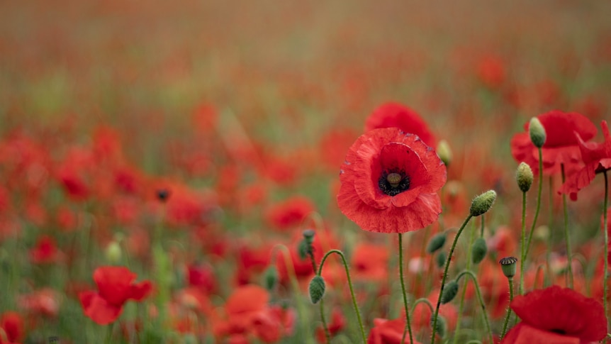 A red poppy stands taller among a field of red poppies.
