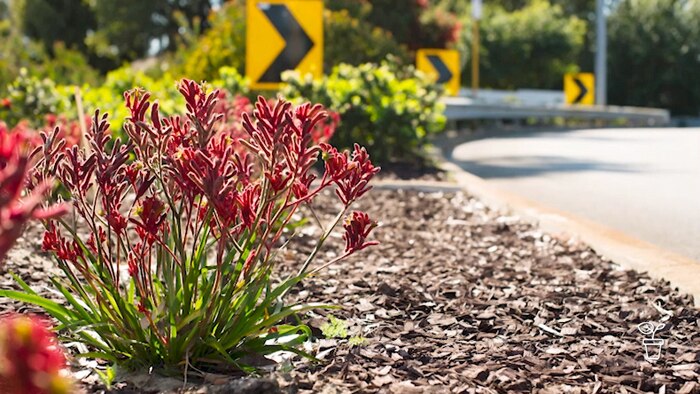 Road curb side filled with native plants with red Kangaroo Paw in the foreground