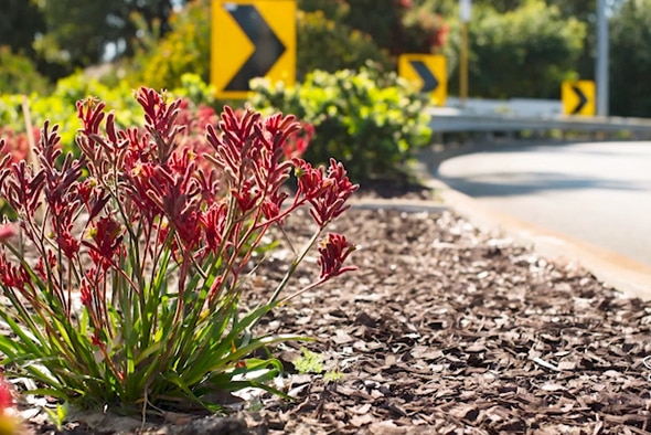 Road curb side filled with native plants with red Kangaroo Paw in the foreground